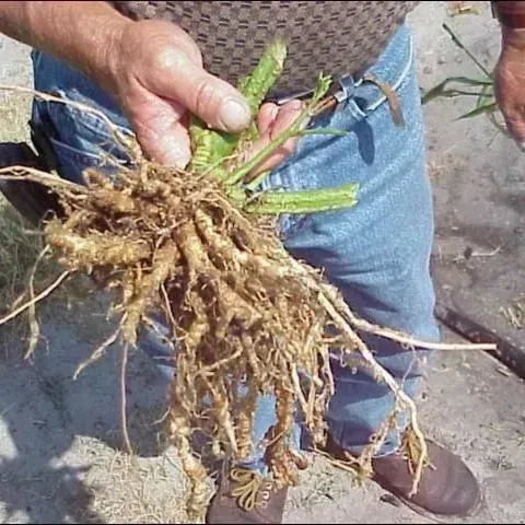 thumbnail for publication: Nematode Management in Tomatoes, Peppers, and Eggplant